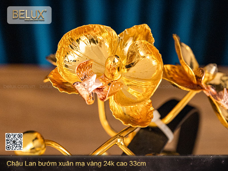 Chậu Lan Bướm Mạ Vàng